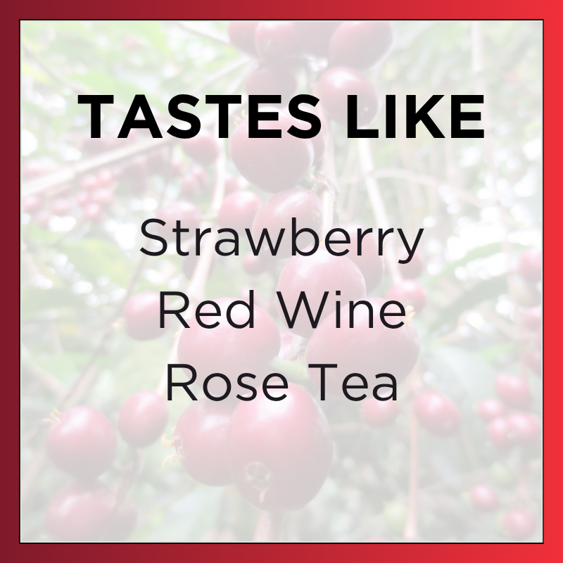 ETHIOPIA // Worka Sakaro GR1